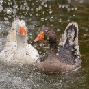 Dr. Lothar Schanne 03